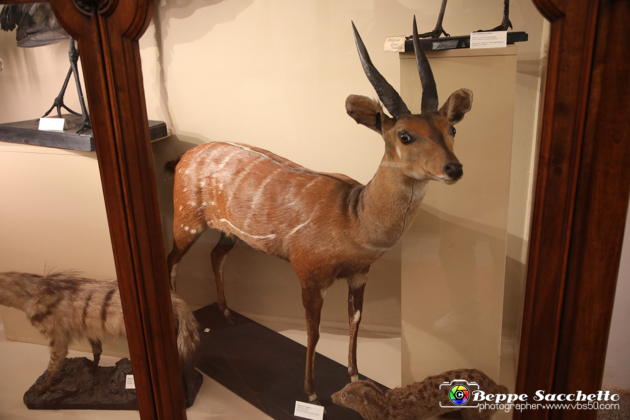 VBS_0903 - Riapre il Museo di Scienze Naturali dopo dieci anni di chiusura.jpg